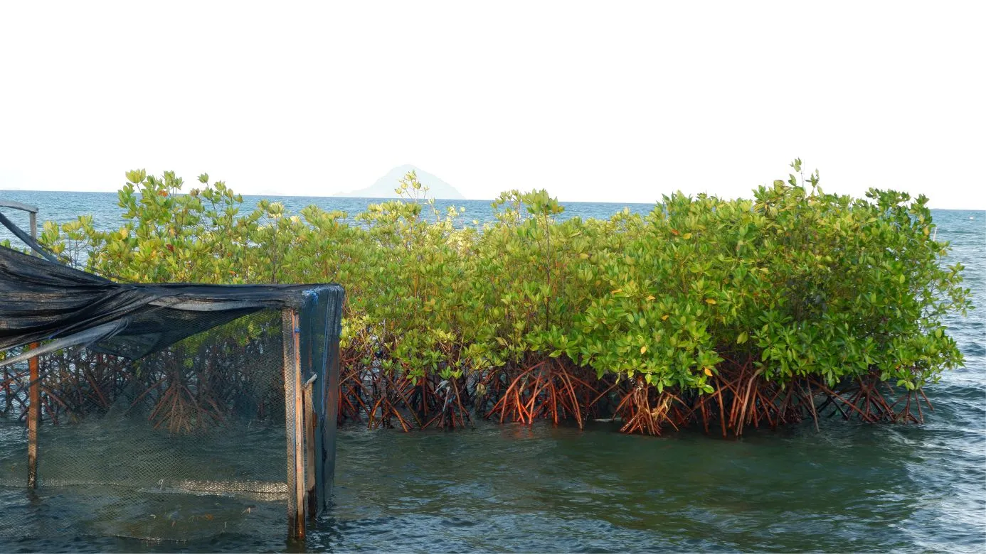 Pantai Mallenreng #2